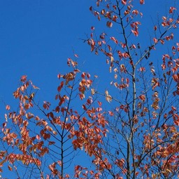 紅葉