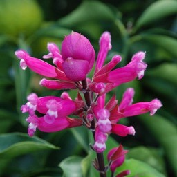 花火の木