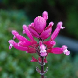 花火の木