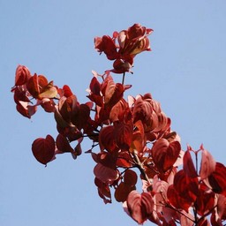 花水木