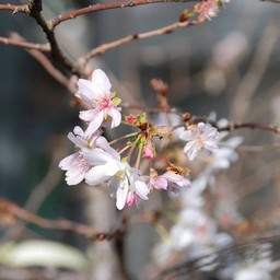 十月桜