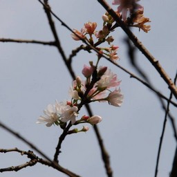 十月桜