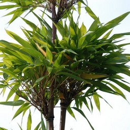 大名竹