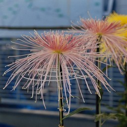 菊