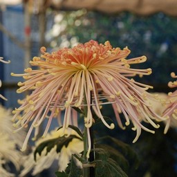 菊