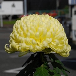菊