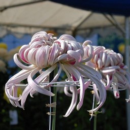 菊