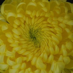 菊