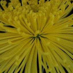 菊