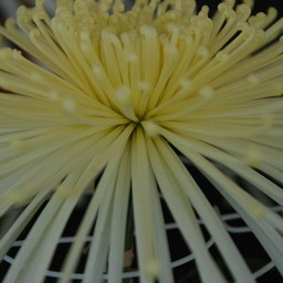 菊
