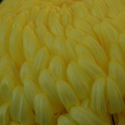 菊