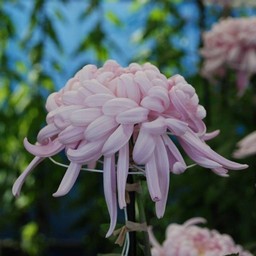 菊