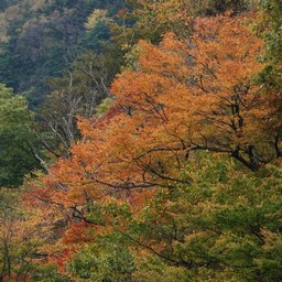 紅葉