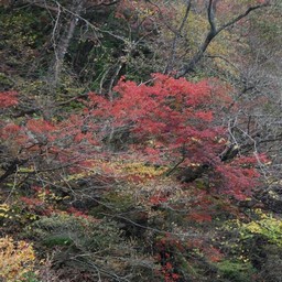 紅葉