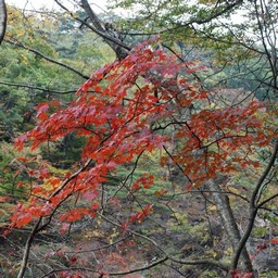 紅葉