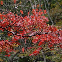 紅葉