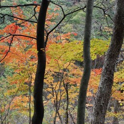紅葉