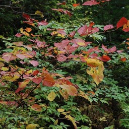 紅葉