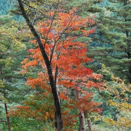 紅葉