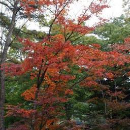 紅葉
