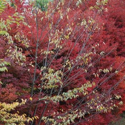 紅葉