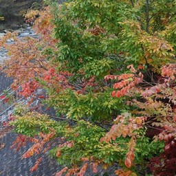 紅葉
