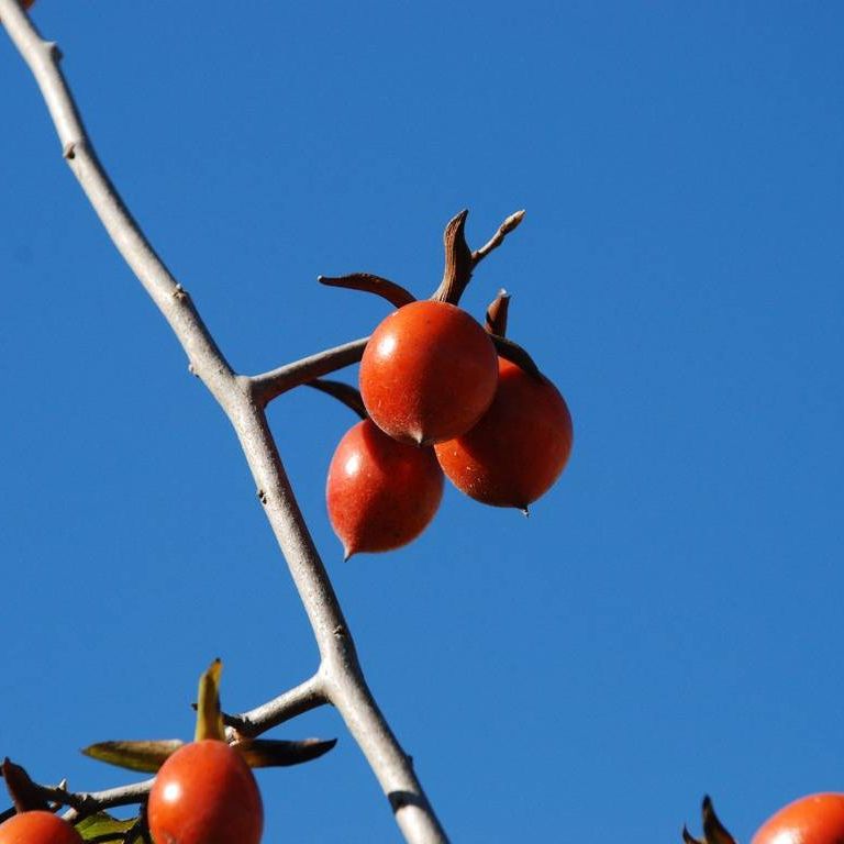 ʌssE낤` - ԁi12Bej - ʐ^f - ݃{