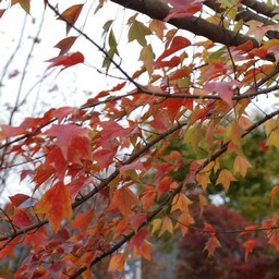 紅葉