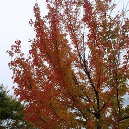 紅葉