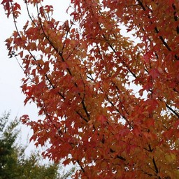 紅葉