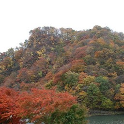紅葉