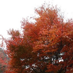 紅葉