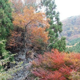 紅葉