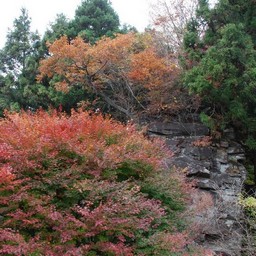 紅葉