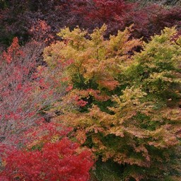 紅葉