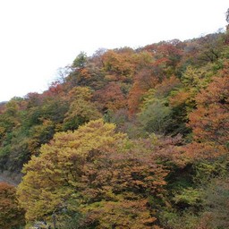 紅葉