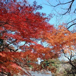 もみじ
