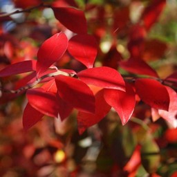 紅葉