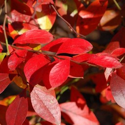 紅葉