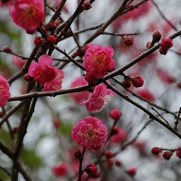 梅