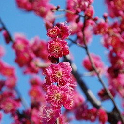 梅