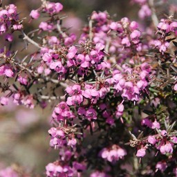 ピンクの花