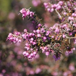 ピンクの花