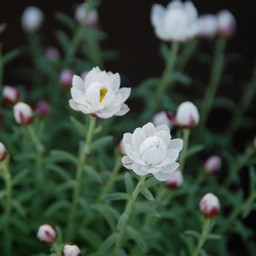 花かんざし