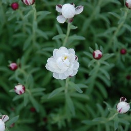 花かんざし