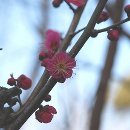 梅