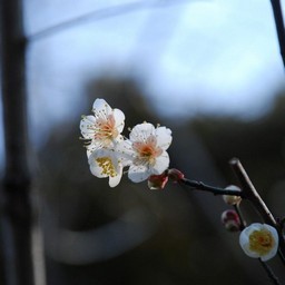 梅