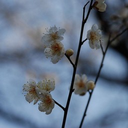 梅