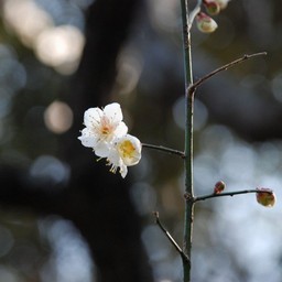梅