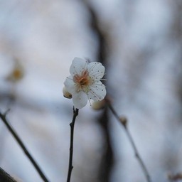 梅